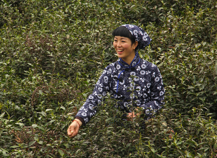 天鹅芭热门12